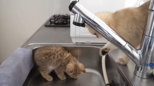 遊ぶ子猫
