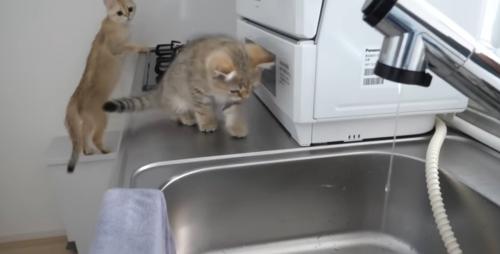 ねこちゃん登場