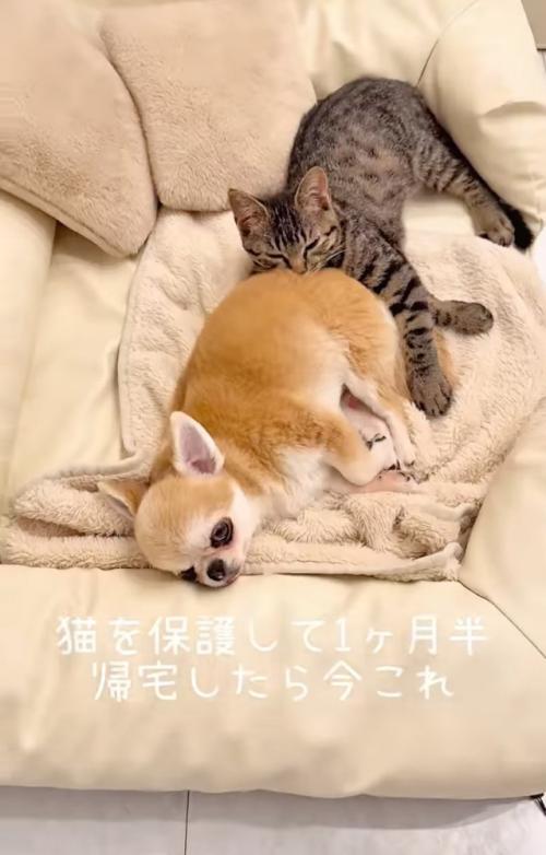 再び眠る子猫