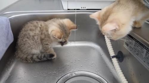 前足を舐める子猫