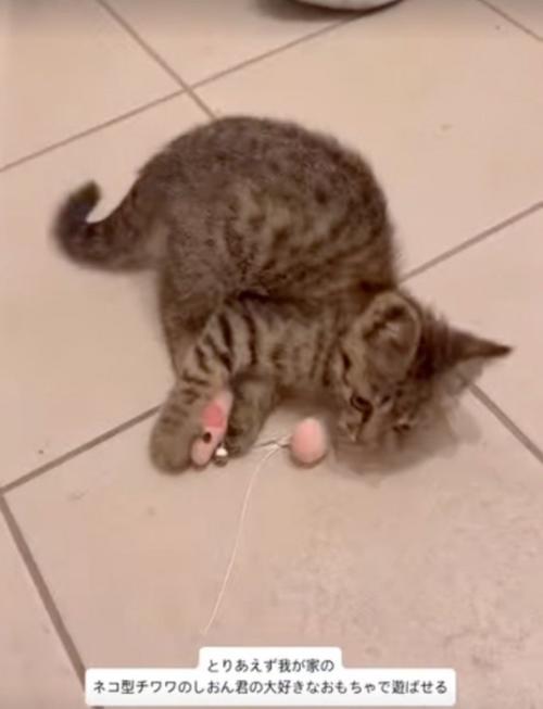 ベッドの近くにいる2匹の柴犬