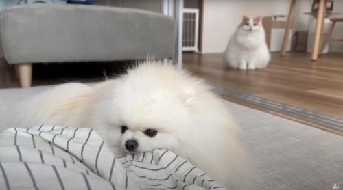 ズボンを噛む犬を見つめる猫