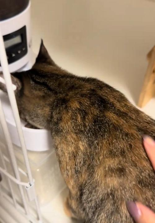 ご飯を食べる猫