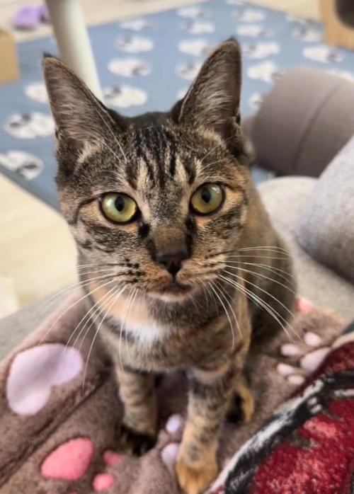 カメラ目線の猫