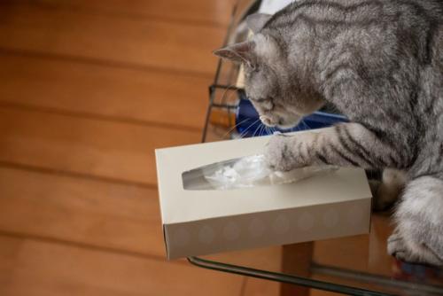 箱からティッシュを引っ張る猫