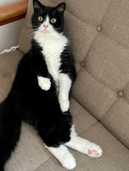 ソファーの上に座る猫の全身