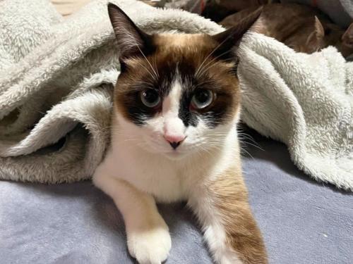 ブランケットをかぶる猫