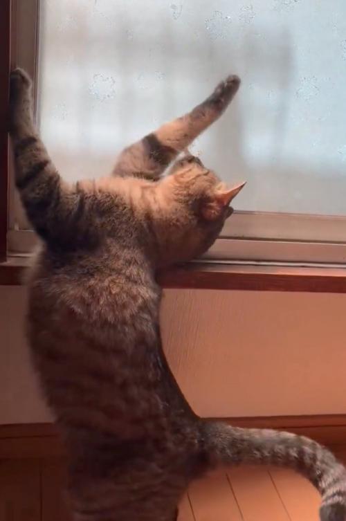 伸びのまま姿勢を低くする猫