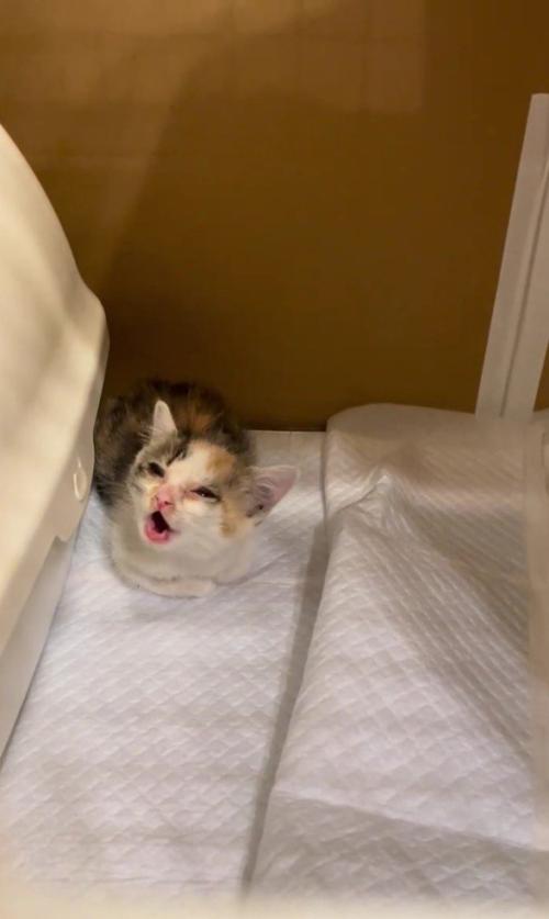 鳴いている子猫