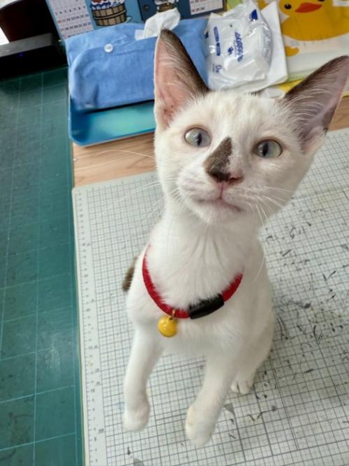 飛びかかろうとしているまめちゃん