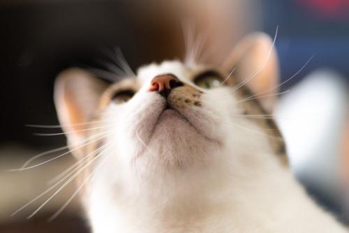 ネコの鼻