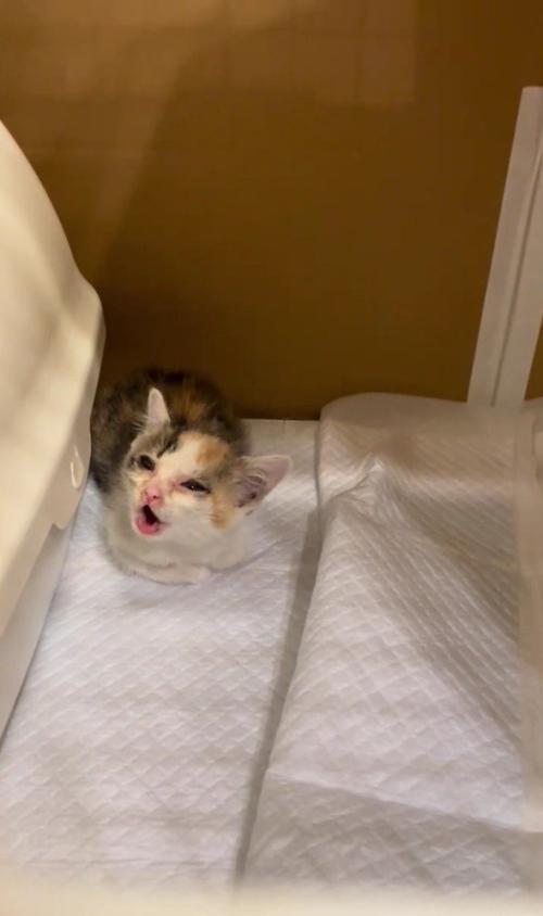 鳴いている子猫