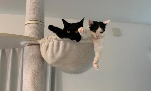 そろって腕を伸ばす2匹の猫