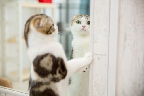 鏡越しに目を合わせる猫
