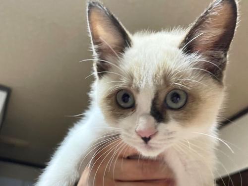 持ち上げられている子猫