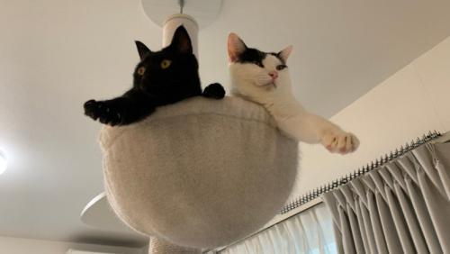 左右対称のポーズを取る猫