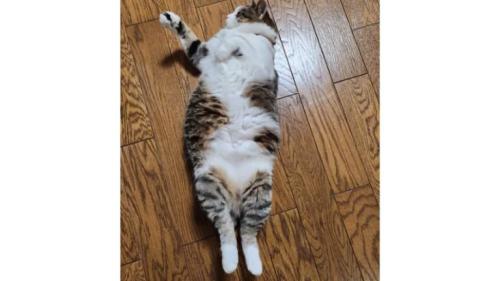 寝転がる猫