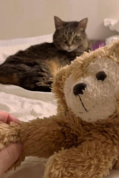 ぬいぐるみを見る猫