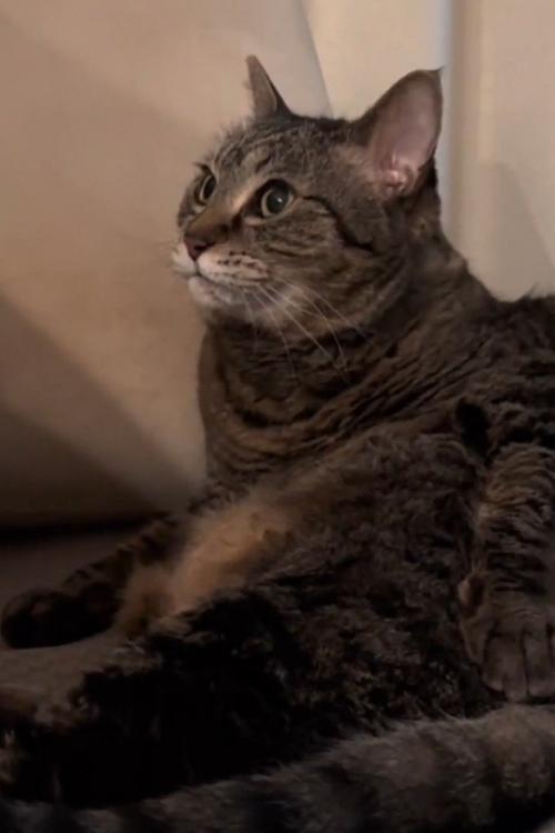 上を見る猫