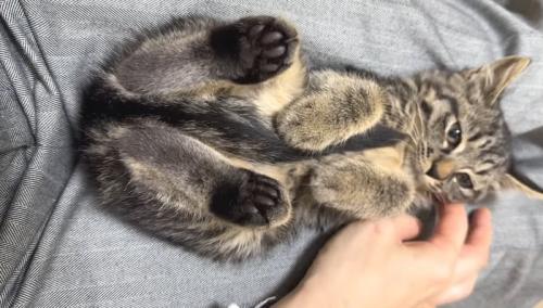 仰向けのアズマくん