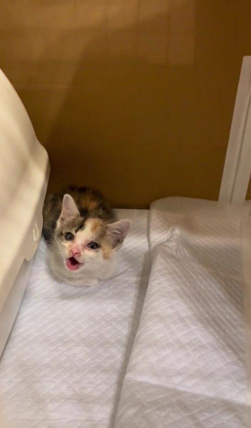 鳴いている子猫