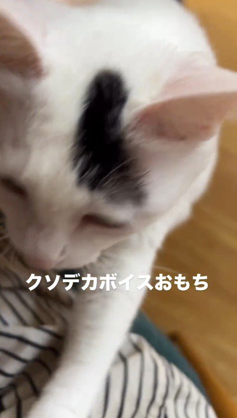 飼い主の足に前足をかけておやつをおねだりする猫