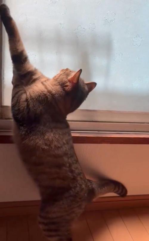 バランスを崩す猫