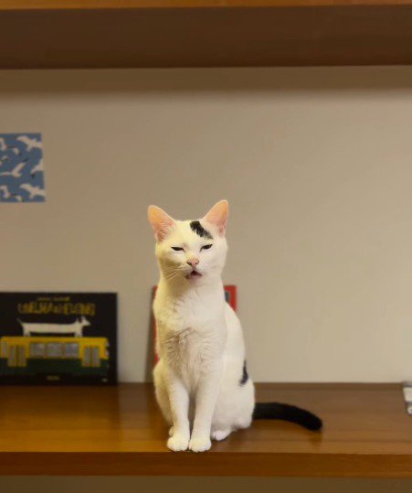 飼い主を見て鳴き声をあげる猫