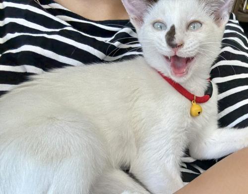 抱っこされているまめちゃん