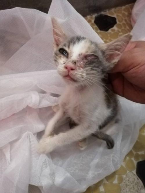 保護当時のりんちゃん