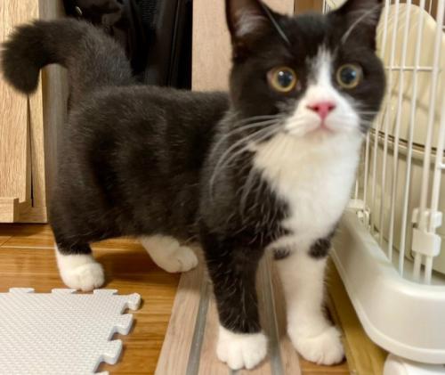 ケージの脇で立っている子猫