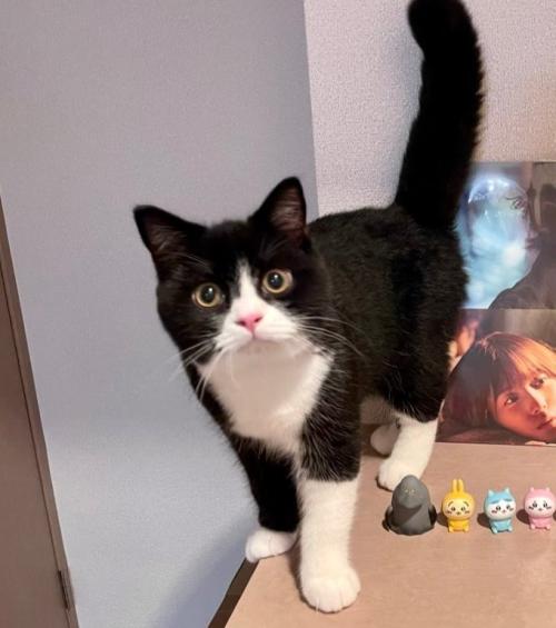 足元の小さな人形と共にカメラ目線の猫