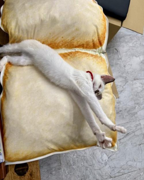 のびをしているまめちゃん