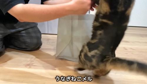 うなぎねこ