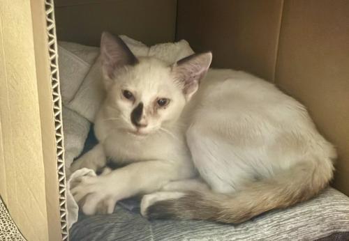 保護された頃のまめちゃん