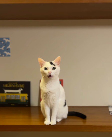 飼い主を見つめながら鳴き声を上げる猫