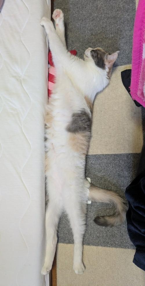 のびのびと暮らすりんちゃん