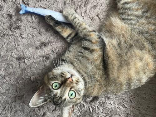 魚のおもちゃで遊ぶ猫