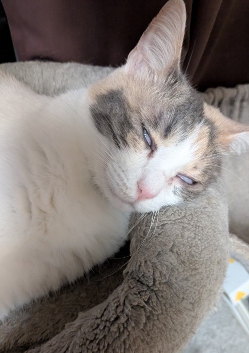 白目をむくりんちゃん