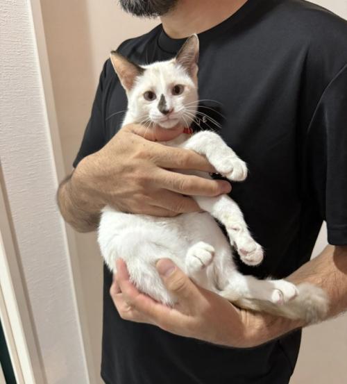 抱っこされているまめちゃん