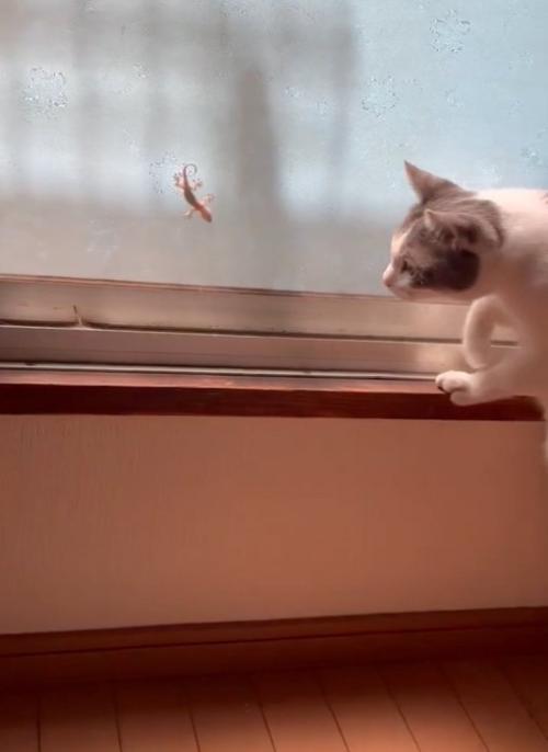 後ろからやってくる猫