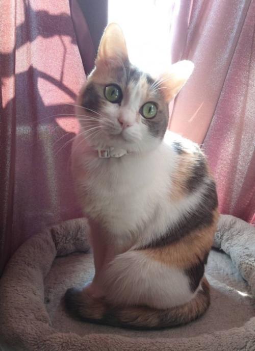 うちの子になって5年経ったりんちゃん