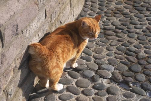 かぎ尻尾の猫