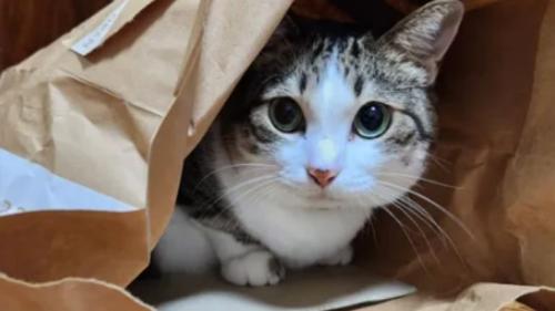 室内にいる猫