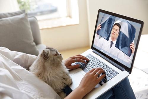 ビデオ通話に参加する猫