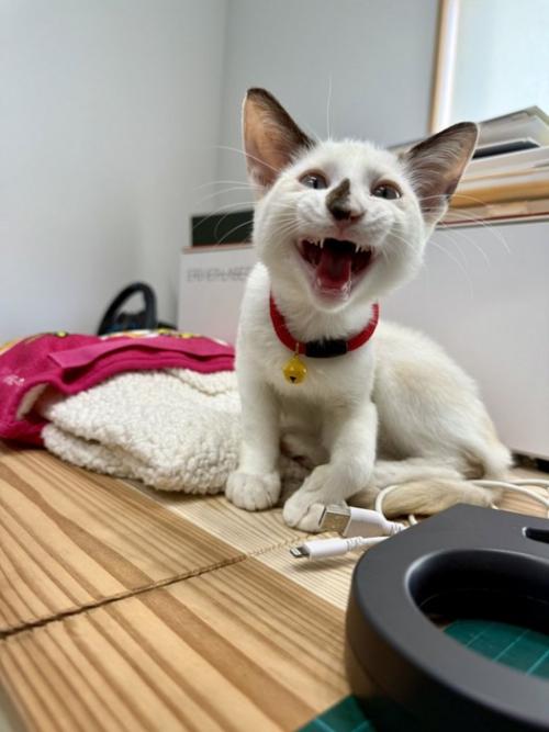 鳴いているまめちゃん