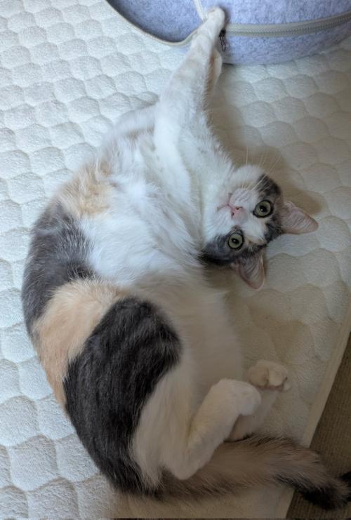 体を捻ってこちらを見るりんちゃん