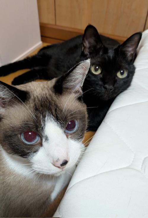 一緒に仲良く暮らす黒猫のジジちゃんとシャム系のエマくん