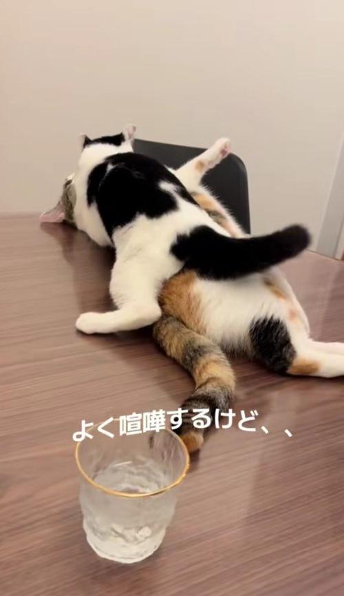 あずきちゃんとえのきちゃん