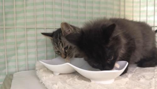 食事中のふたり